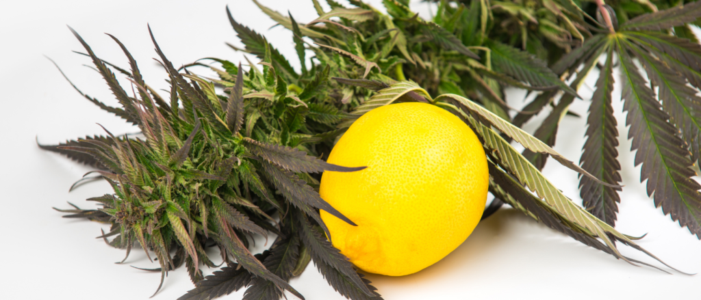 Terpenes Enhance the Effects of CBD Oil