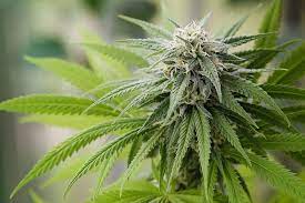 Terpenes Enhance the Effects of CBD Oil